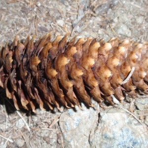 Photographie n°85842 du taxon Picea abies (L.) H.Karst. [1881]