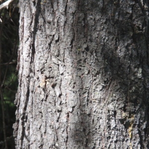 Photographie n°85853 du taxon Pinus cembra L. [1753]