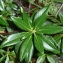  Daniel BARTHELEMY - Rhododendron ferrugineum L. [1753]