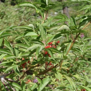 Photographie n°86034 du taxon Sambucus racemosa L. [1753]