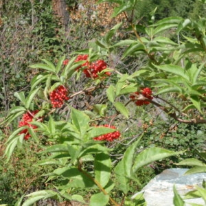 Photographie n°86035 du taxon Sambucus racemosa L. [1753]