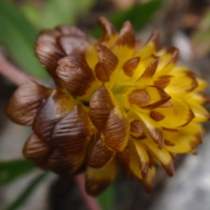 Trifolium badium Schreb. subsp. badium (Trèfle bai)