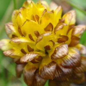 Photographie n°86067 du taxon Trifolium badium Schreb. [1804]