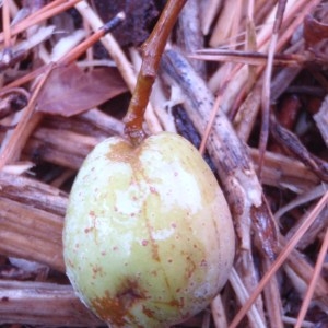 Photographie n°86071 du taxon Sorbus domestica L. [1753]