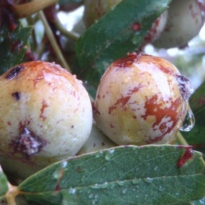 Photographie n°86073 du taxon Sorbus domestica L. [1753]