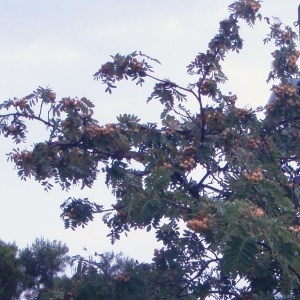 Photographie n°86075 du taxon Sorbus domestica L. [1753]