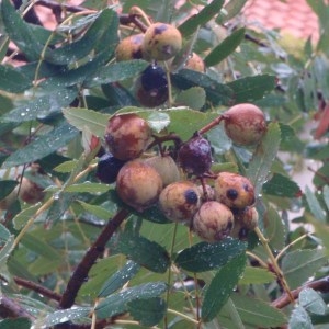 Photographie n°86077 du taxon Sorbus domestica L. [1753]