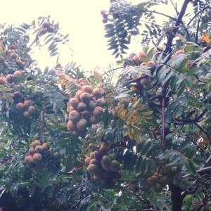 Photographie n°86080 du taxon Sorbus domestica L. [1753]