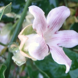 Photographie n°86085 du taxon Araujia sericifera Brot. [1818]