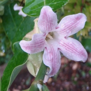 Photographie n°86086 du taxon Araujia sericifera Brot. [1818]