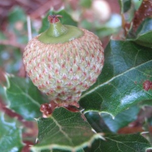 Photographie n°86093 du taxon Quercus coccifera L. [1753]