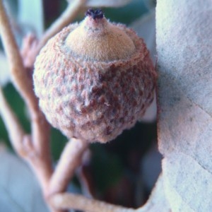 Photographie n°86150 du taxon Quercus ilex L. [1753]