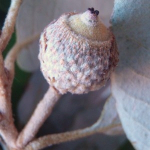 Photographie n°86152 du taxon Quercus ilex L. [1753]