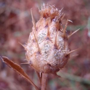 Photographie n°86156 du taxon Centaurea collina L. [1753]