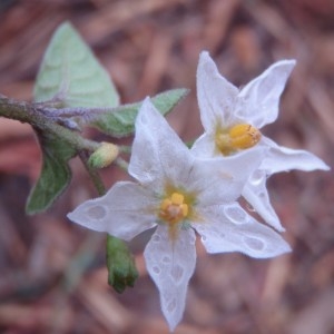 Solanum nigrum subsp. humile (Willd.) Hartm. (Morelle poilue)