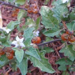  - Solanum villosum subsp. villosum