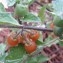  Genevieve Botti - Solanum villosum subsp. villosum