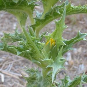 Photographie n°86162 du taxon Scolymus hispanicus L. [1753]