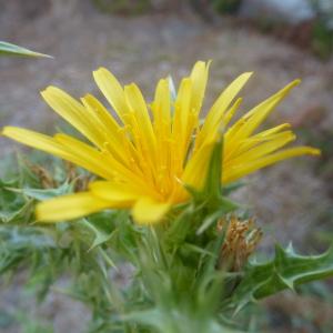 Photographie n°86163 du taxon Scolymus hispanicus L. [1753]