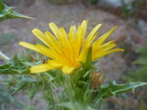 Louise Boulangeat, le 26 août 2012 (Bonifacio (Ile Lavezzu))