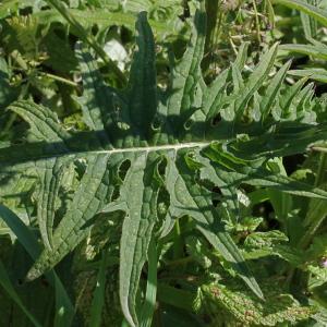  - Cirsium rivulare (Jacq.) All.