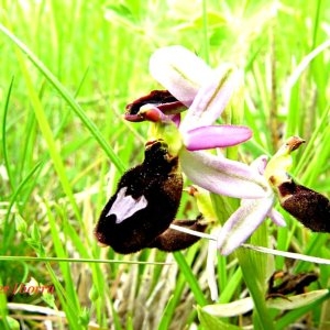 Photographie n°86181 du taxon Ophrys bertolonii Moretti [1823]
