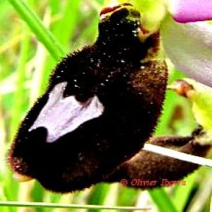 Photographie n°86182 du taxon Ophrys bertolonii Moretti [1823]