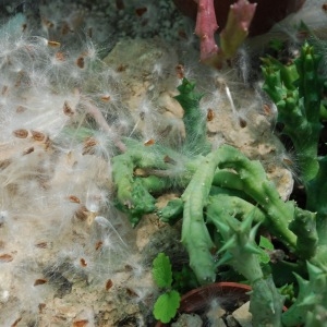Photographie n°86185 du taxon Stapelia variegata L. [1753]