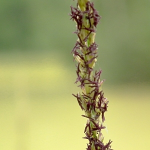 Molinia caerulea (L.) Moench (Molinie bleue)