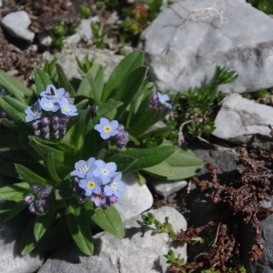 Photographie n°86215 du taxon Myosotis alpestris F.W.Schmidt [1794]