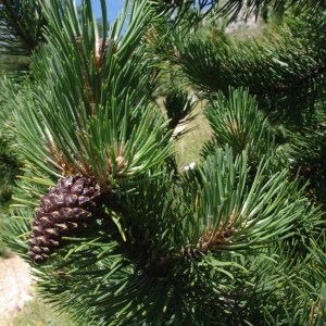 Photographie n°86219 du taxon Pinus uncinata Ramond ex DC. [1805]