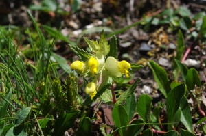 Jean-Luc Gorremans, le 30 juillet 2012 (Pralognan-la-Vanoise (Sentier du col de la vanoise))