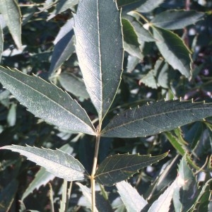 Photographie n°86242 du taxon Fraxinus angustifolia subsp. oxycarpa (M.Bieb. ex Willd.) Franco & Rocha Afonso [1971]