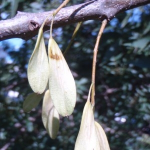 Photographie n°86244 du taxon Fraxinus angustifolia subsp. oxycarpa (M.Bieb. ex Willd.) Franco & Rocha Afonso [1971]