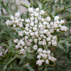 Photographie n°86267 du taxon Echinophora spinosa L. [1753]