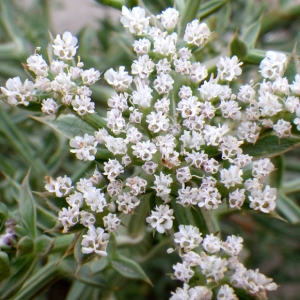 Photographie n°86268 du taxon Echinophora spinosa L. [1753]