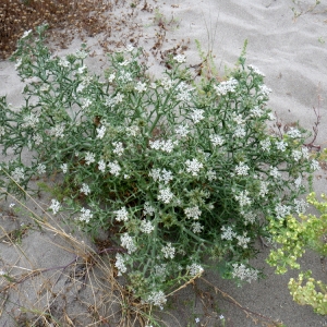 Photographie n°86269 du taxon Echinophora spinosa L. [1753]