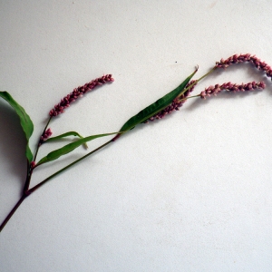 Polygonum lapathifolium var. virescens Gren. (Renouée à feuilles d'oseille)