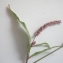  Liliane Roubaudi - Polygonum lapathifolium subsp. verum J.Schust.