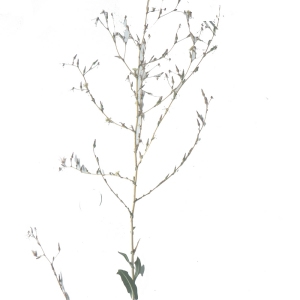 Photographie n°86284 du taxon Lactuca saligna L. [1753]