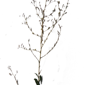 Photographie n°86285 du taxon Lactuca saligna L. [1753]