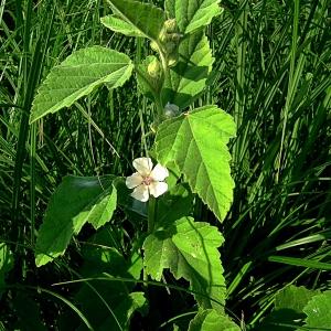 Photographie n°86307 du taxon Althaea officinalis L. [1753]