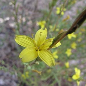  - Lactuca viminea subsp. ramosissima (All.) Arcang. [1882]