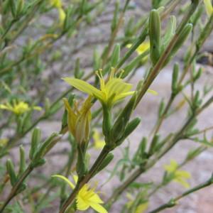  - Lactuca viminea subsp. ramosissima (All.) Arcang. [1882]