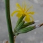  Liliane Roubaudi - Chondrilla juncea L. [1753]