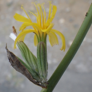 Photographie n°86332 du taxon Chondrilla juncea L. [1753]