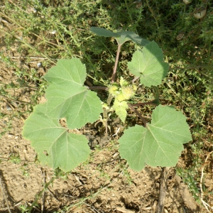 Photographie n°86350 du taxon Xanthium strumarium L. [1753]