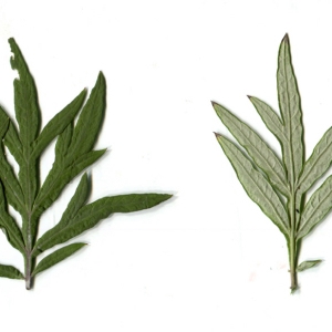 Photographie n°86356 du taxon Artemisia verlotiorum Lamotte [1877]