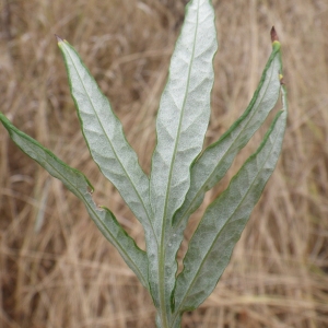 Photographie n°86357 du taxon Artemisia verlotiorum Lamotte [1877]