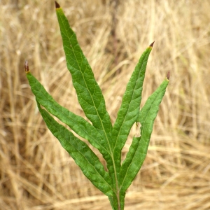 Photographie n°86358 du taxon Artemisia verlotiorum Lamotte [1877]